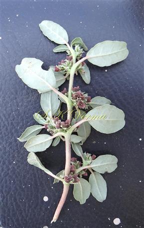 Flowering shoot (Abaxial view)-see unequal leaf pairs and flower clusters